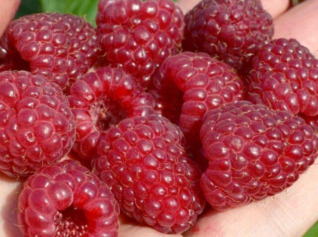 What varieties of raspberries are large and very sweet