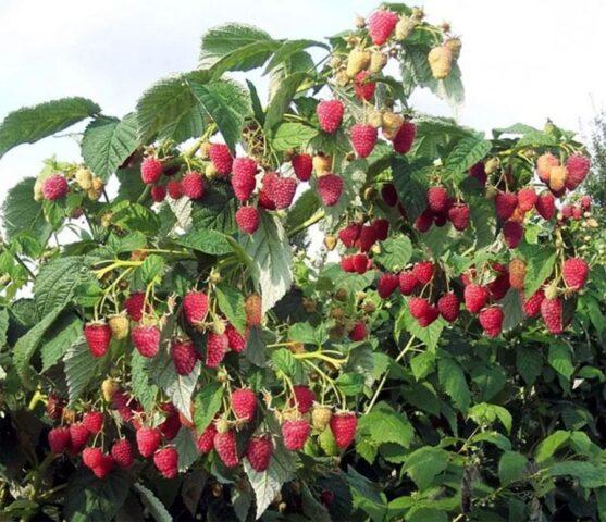 What varieties of raspberries are large and very sweet