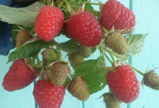 What varieties of raspberries are large and very sweet