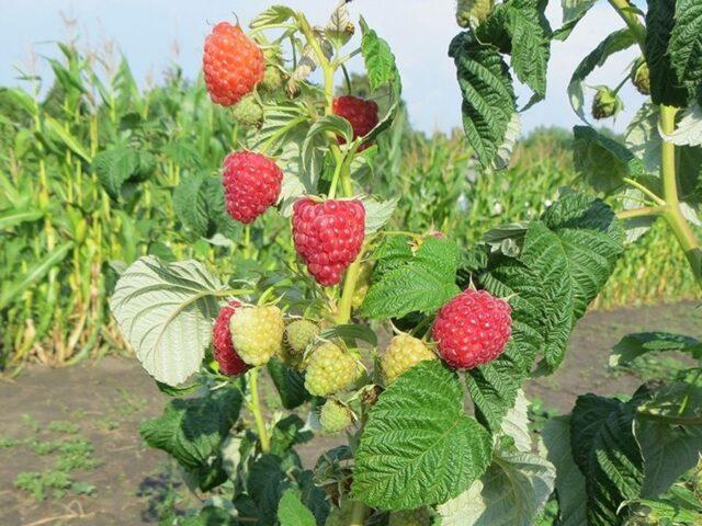 What varieties of raspberries are large and very sweet