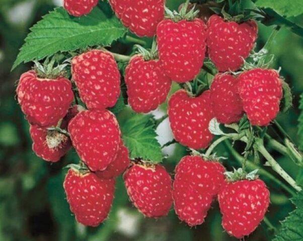 What varieties of raspberries are large and very sweet