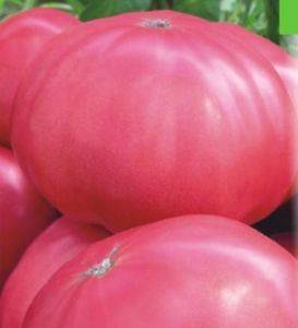 What varieties of tomatoes are suitable for juice