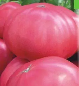 What varieties of tomatoes are suitable for juice