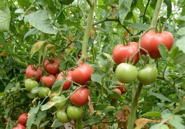 What varieties of tomatoes are suitable for juice