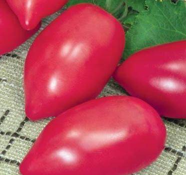 What varieties of tomatoes are suitable for juice