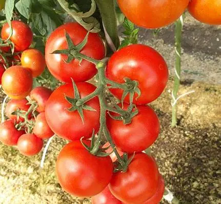 What varieties of tomatoes are suitable for juice