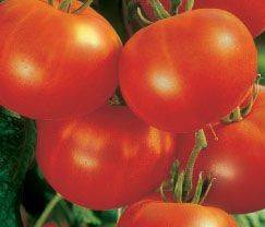 What varieties of tomatoes are suitable for juice