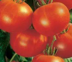 What varieties of tomatoes are suitable for juice