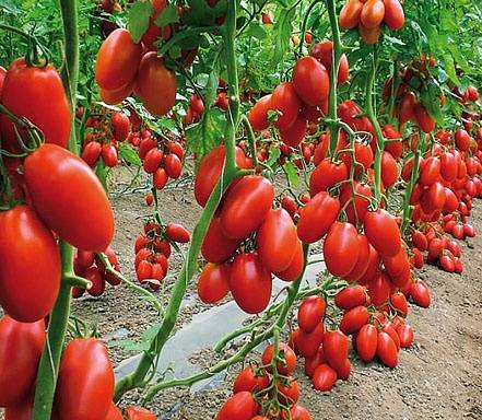 What varieties of tomatoes are suitable for juice