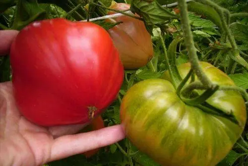 What varieties of tomatoes are suitable for juice