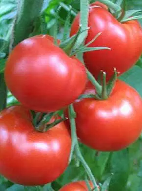 What varieties of tomatoes are suitable for juice