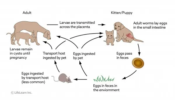 What will you catch from your dog? Nematodes attack