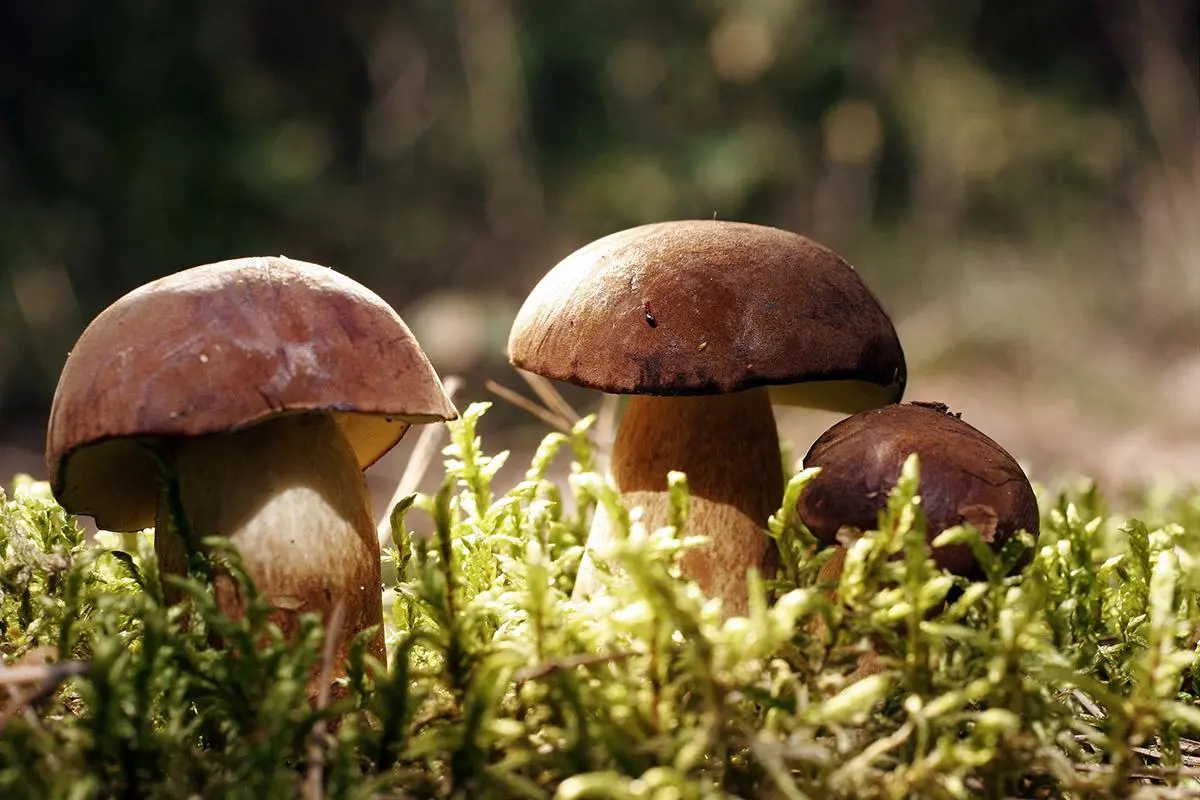 What you need for a successful overnight mushroom trip