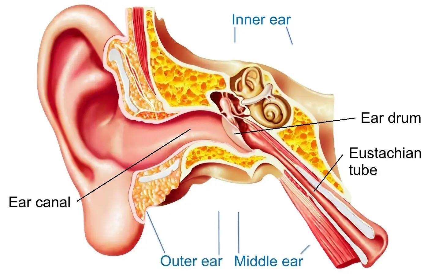 What&#8217;s causing the throbbing in the ear?