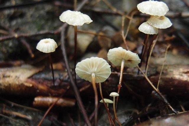 Wheel-shaped negniyuchnik: photo and description