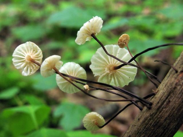 Wheel-shaped negniyuchnik: photo and description