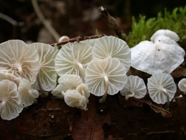 Wheel-shaped negniyuchnik: photo and description