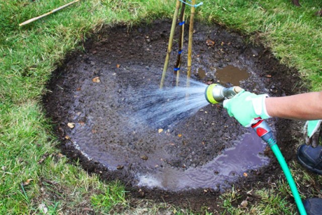 When and how often to water apricot trees in spring and summer