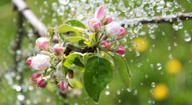 When and how often to water apricot trees in spring and summer