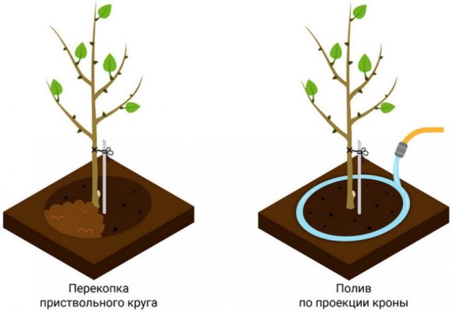 When and how often to water apricot trees in spring and summer