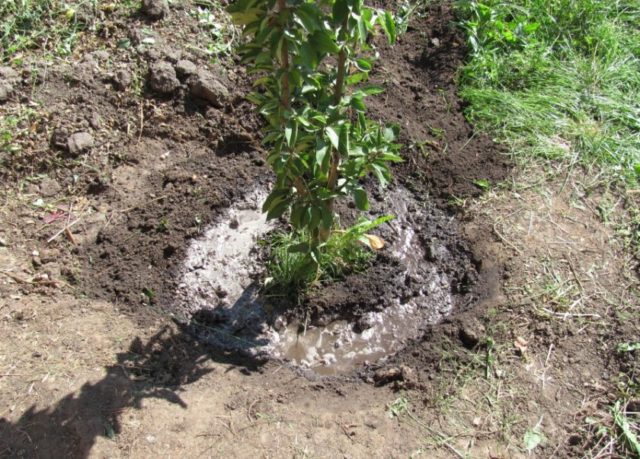 When and how often to water apricot trees in spring and summer