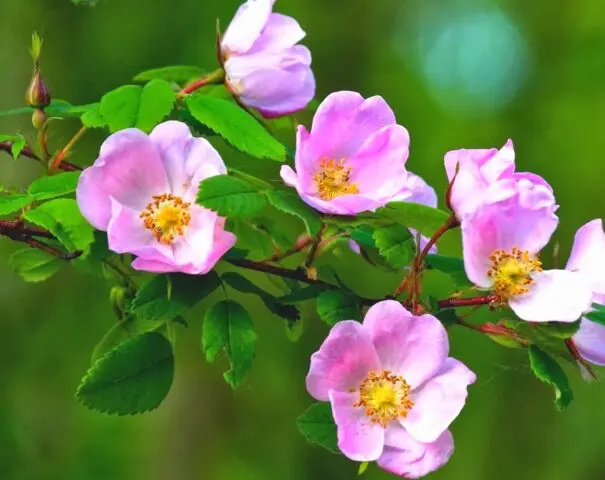 When and how the wild rose blooms: timing, photo of the shrub