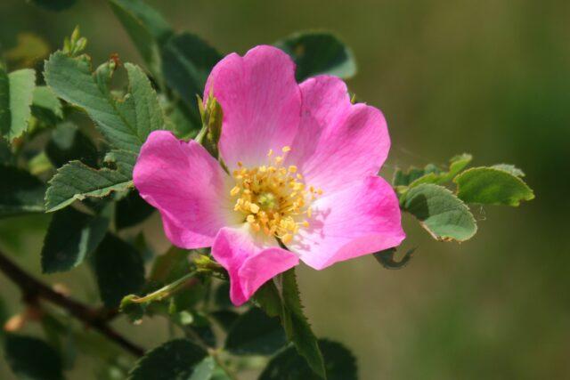 When and how the wild rose blooms: timing, photo of the shrub