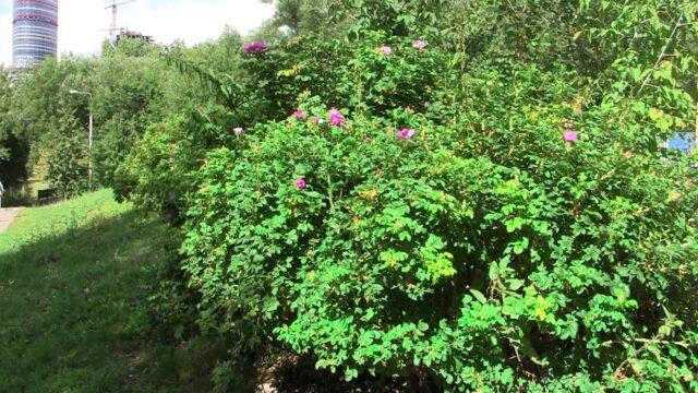 When and how the wild rose blooms: timing, photo of the shrub