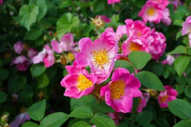 When and how the wild rose blooms: timing, photo of the shrub