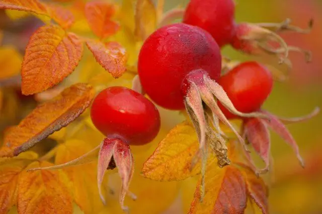 When and how to collect wild rose for drying for the winter