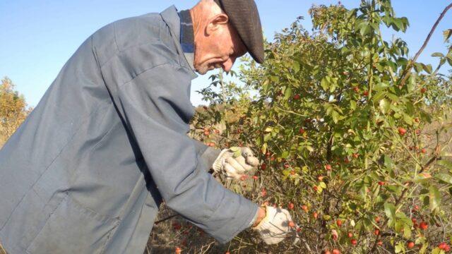 When and how to collect wild rose for drying for the winter