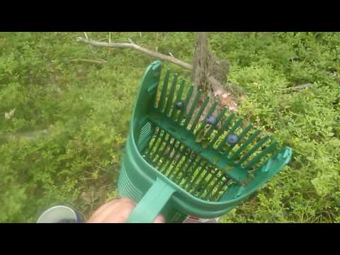 When and how to collect wild rose for drying for the winter