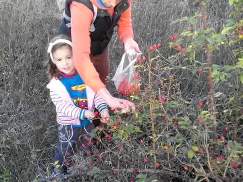 When and how to collect wild rose for drying for the winter