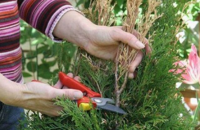 When and how to cut juniper