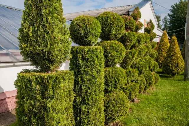 When and how to cut juniper