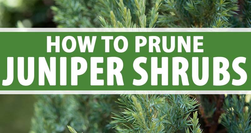 When and how to cut juniper