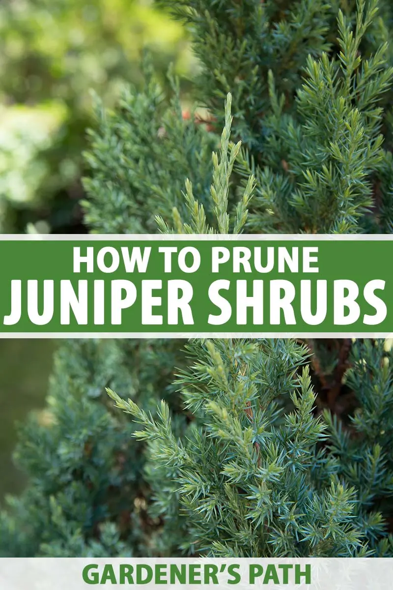 When and how to cut juniper