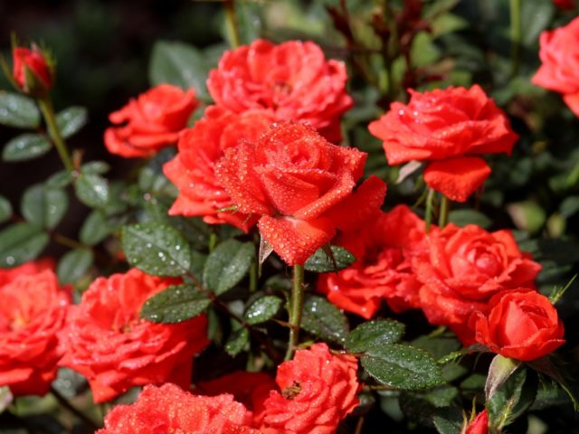 When and how to open roses after wintering