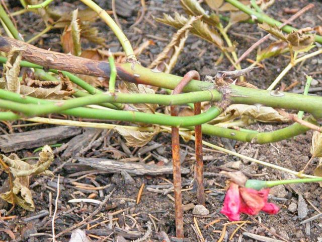 When and how to open roses after wintering