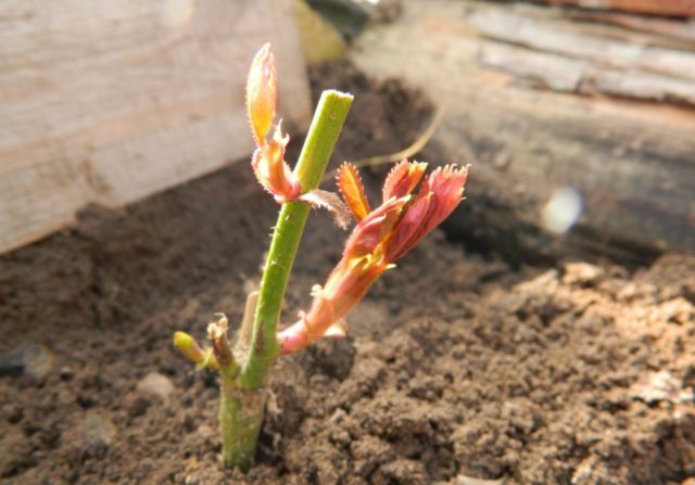 When and how to open roses after wintering