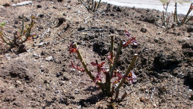 When and how to open roses after wintering