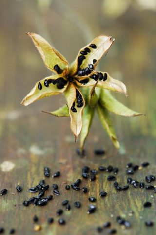 When and how to plant aquilegia seeds at home