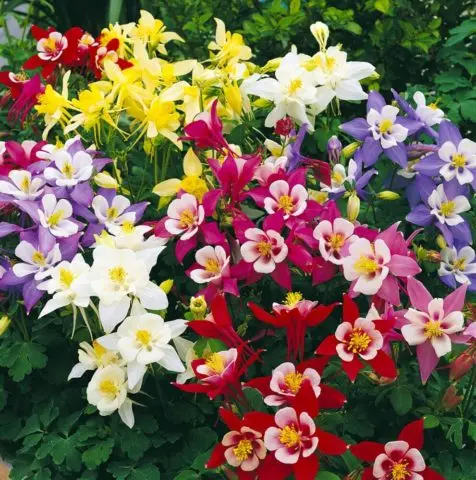 When and how to plant aquilegia seeds at home