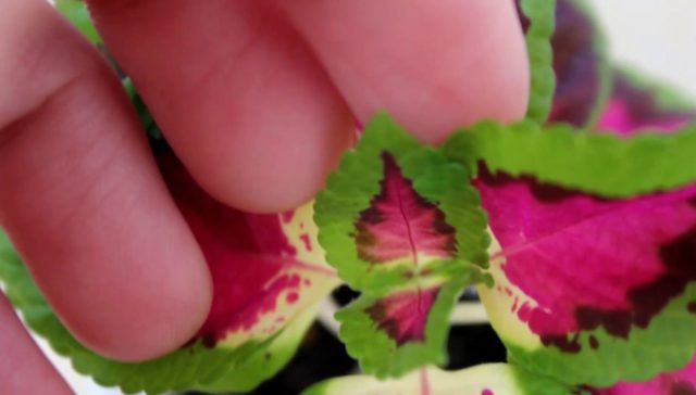 When and how to plant coleus seedlings, how to grow