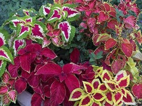 When and how to plant coleus seedlings, how to grow