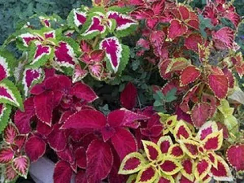 When and how to plant coleus seedlings, how to grow