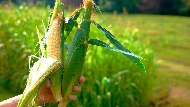 When and how to plant corn seed outdoors