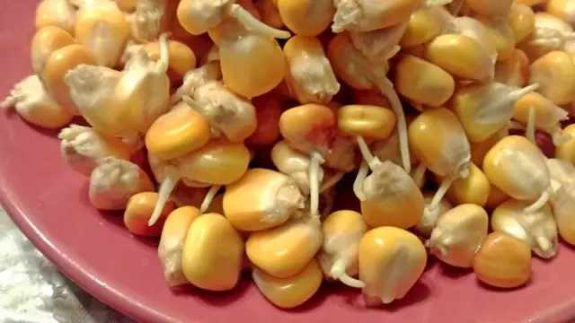 When and how to plant corn seed outdoors