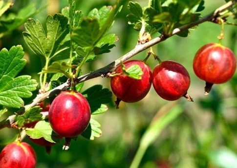 When and how to plant gooseberries in spring, summer: step-by-step instructions, timing, scheme, fruiting features