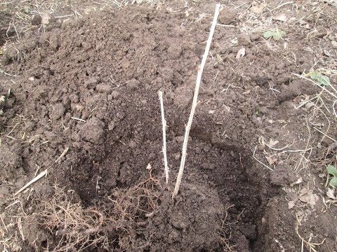 When and how to plant gooseberries in spring, summer: step-by-step instructions, timing, scheme, fruiting features